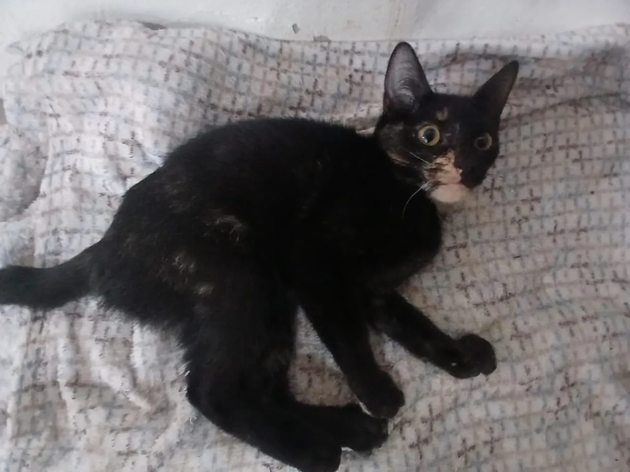 Gatinha linda e carinhosa para adoção