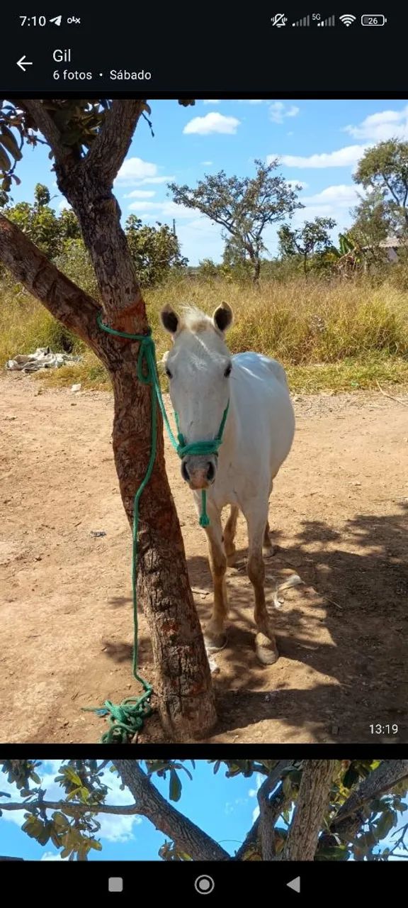 Égua nova e saudável. - Foto 6
