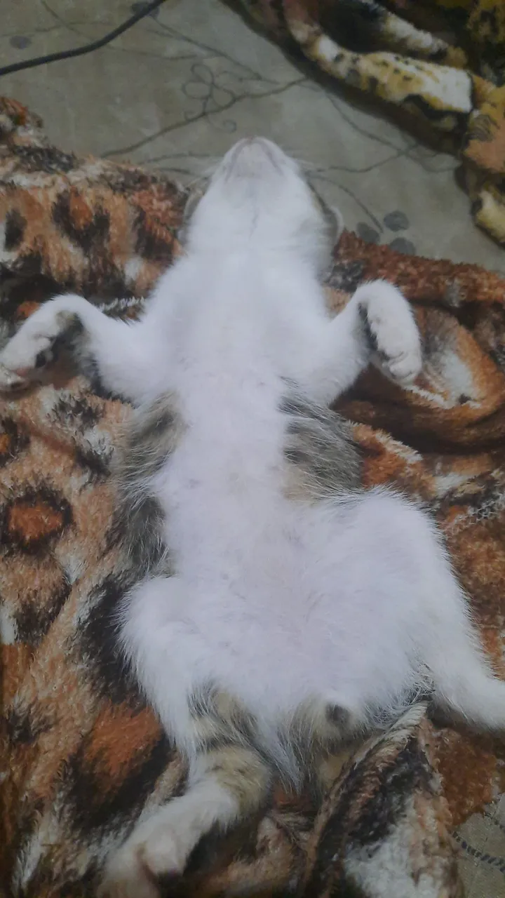 Gatinhos para adoção