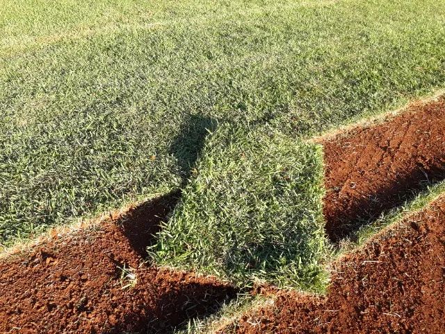 Grama Direto da Roça - Foto 2