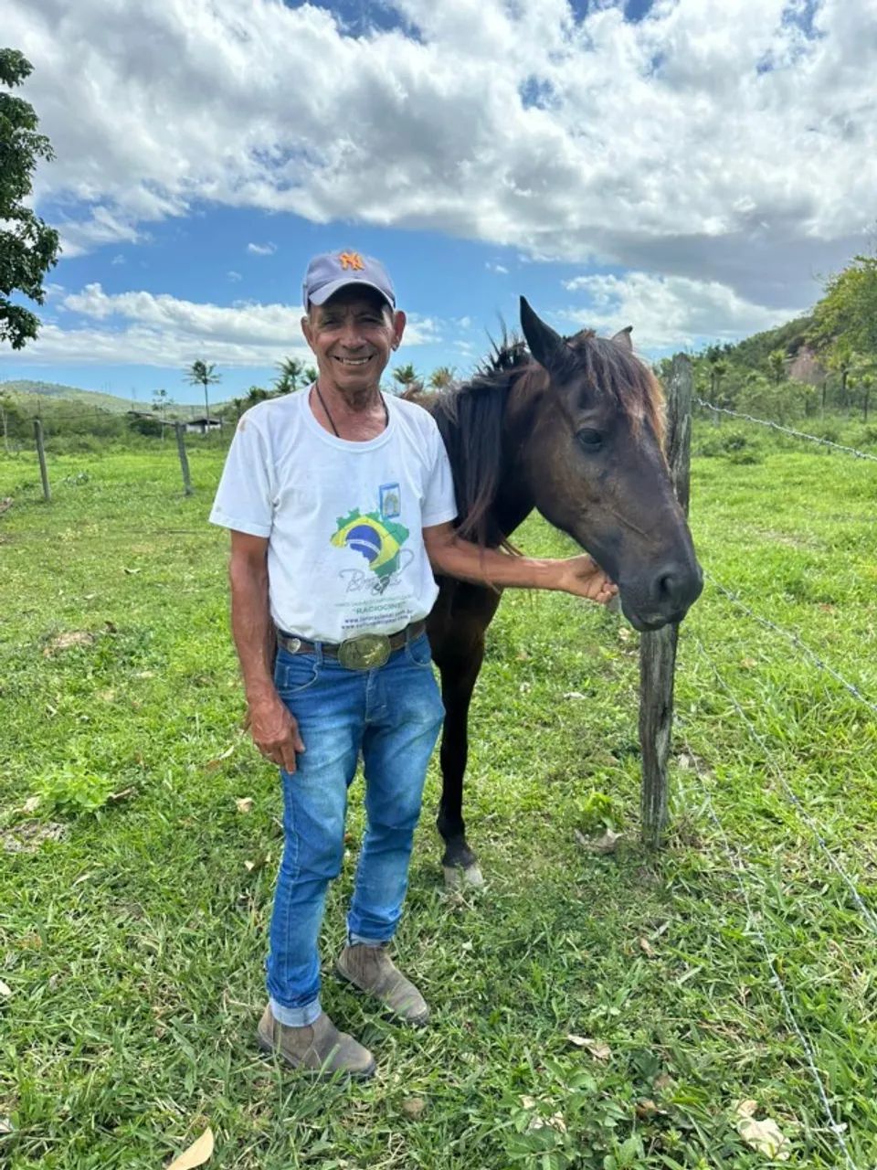 Cavalo castrado - Foto 4