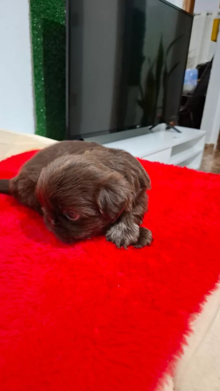 Filhote Shih Tzu disponível machos  - Foto 2