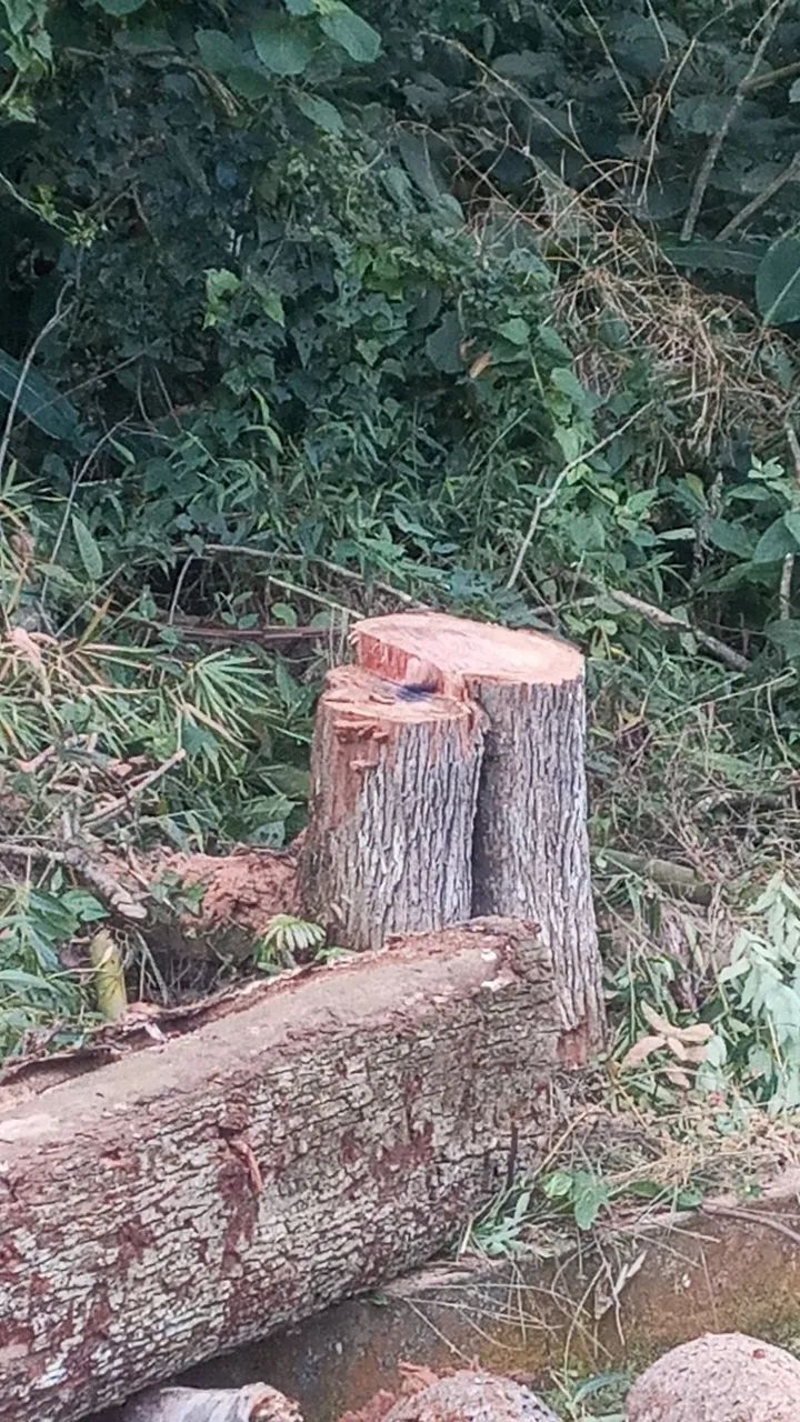 Retirada de entulho madeira moveis usados