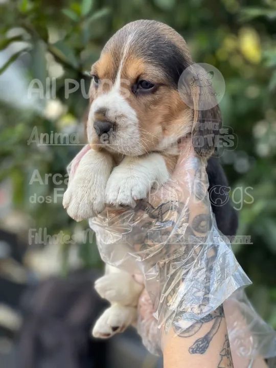 Beagle mini filhotes 11-9-4476-4862 chama e garanta  