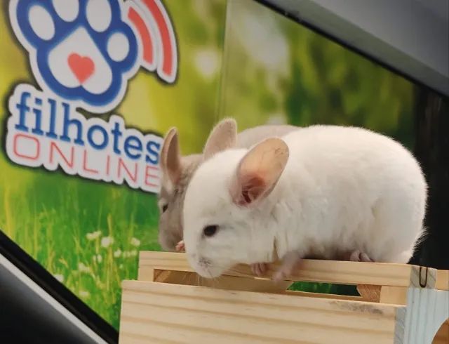 Filhotes de Chinchila - Foto 5