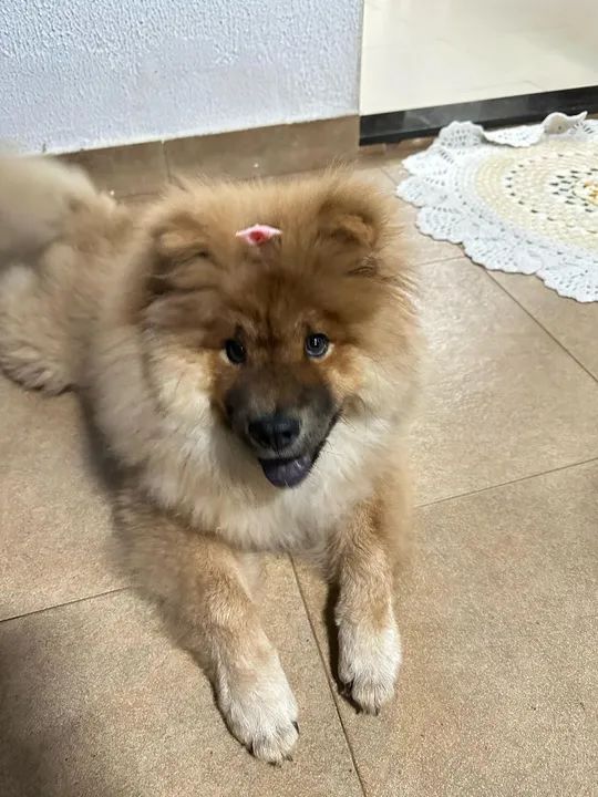 Chow Chow  - Foto 4