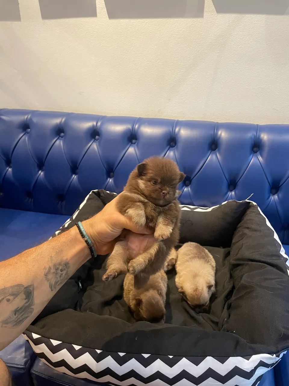 Lulu da Pomerania/spidz alemão .  - Foto 6