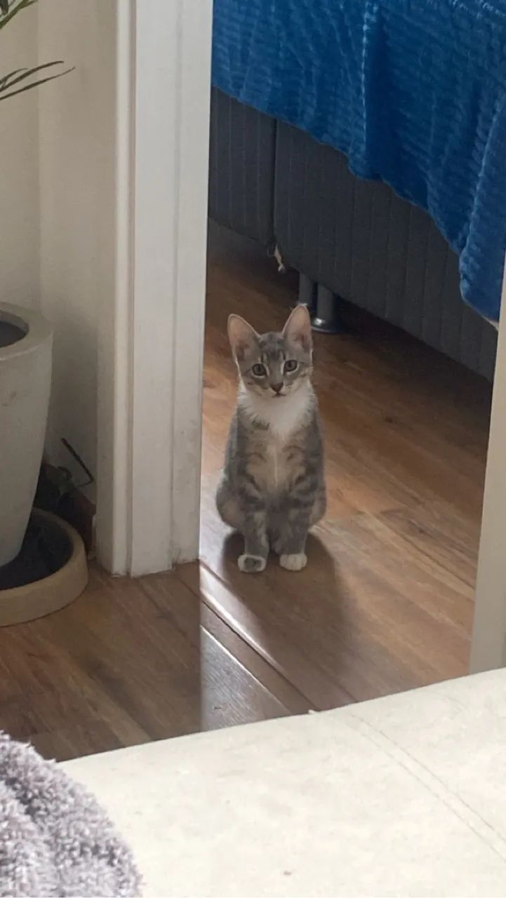 Gatinha para Adoção  - Foto 3