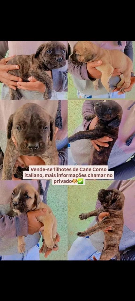 Filhotes de Cane Corso Italiano