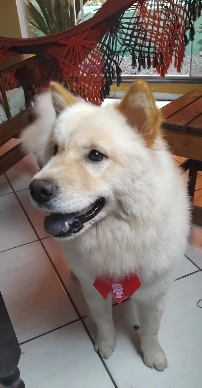 Chow chow fêmea no cio