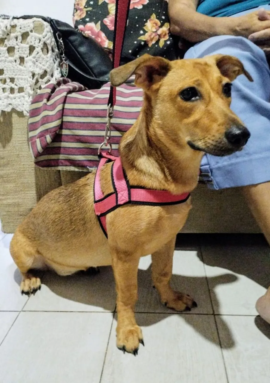 Cachorro adorável para adoção