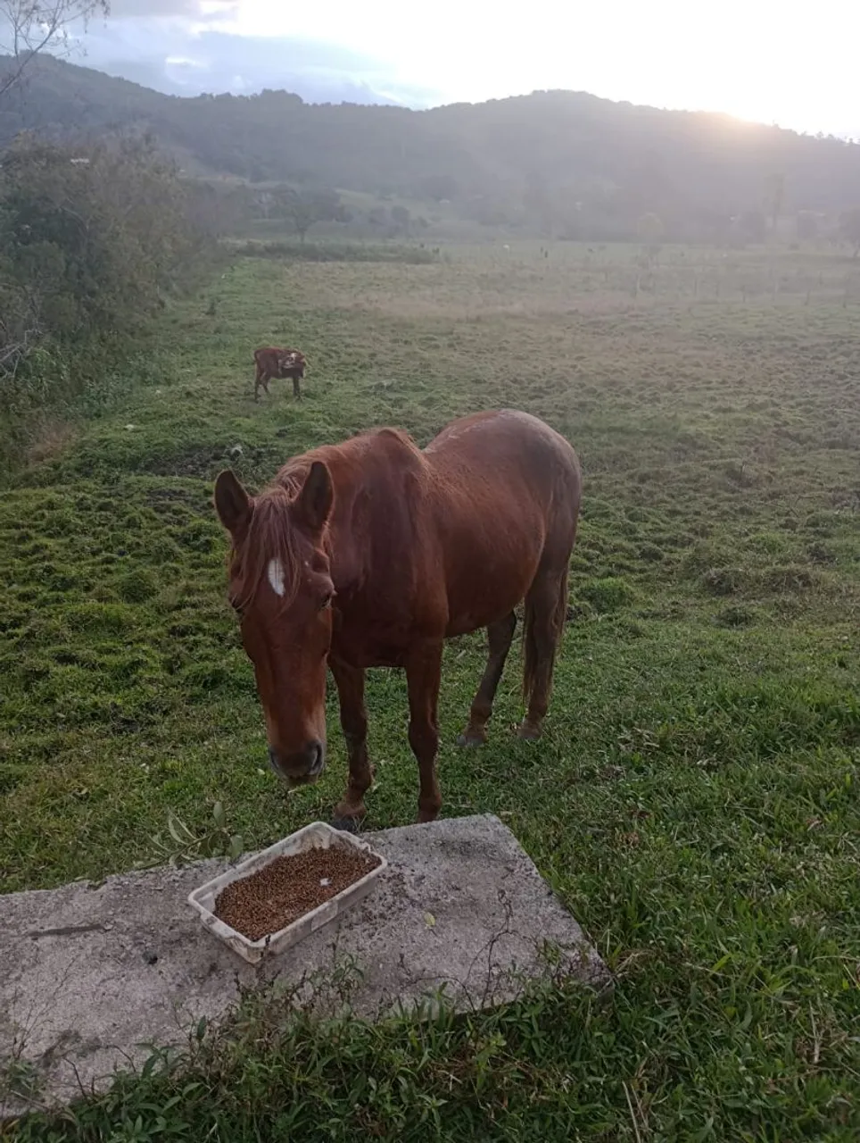 Vende-se cavalo manga larga