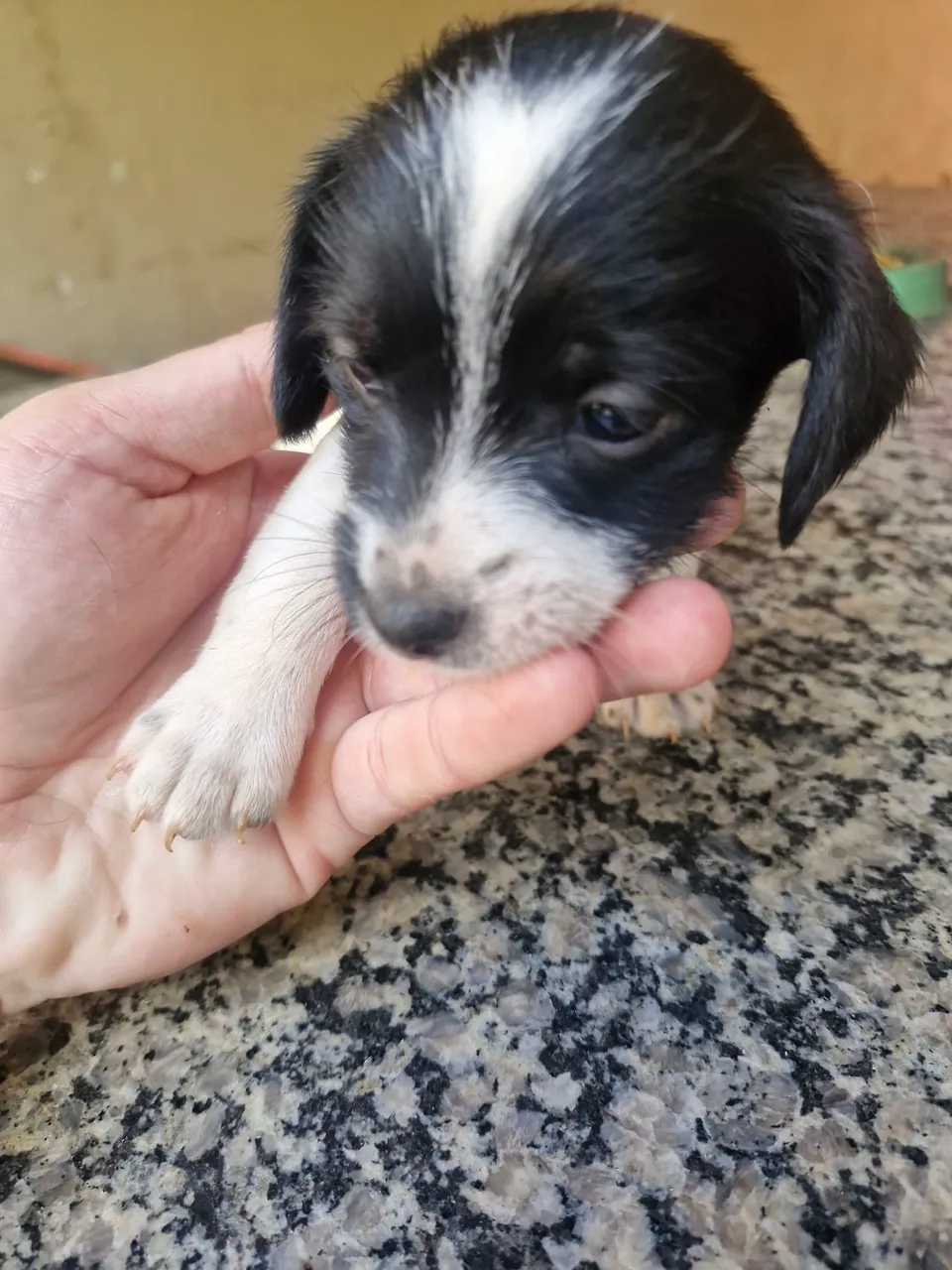 Filhotes para doação