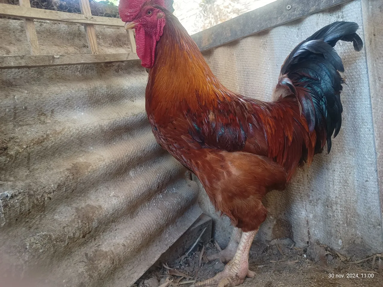 Pintinhos rodilan
