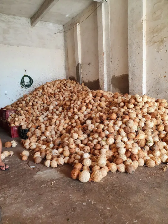 Coco seco para venda