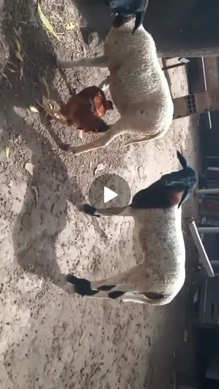 Cabras e ovelhas para venda