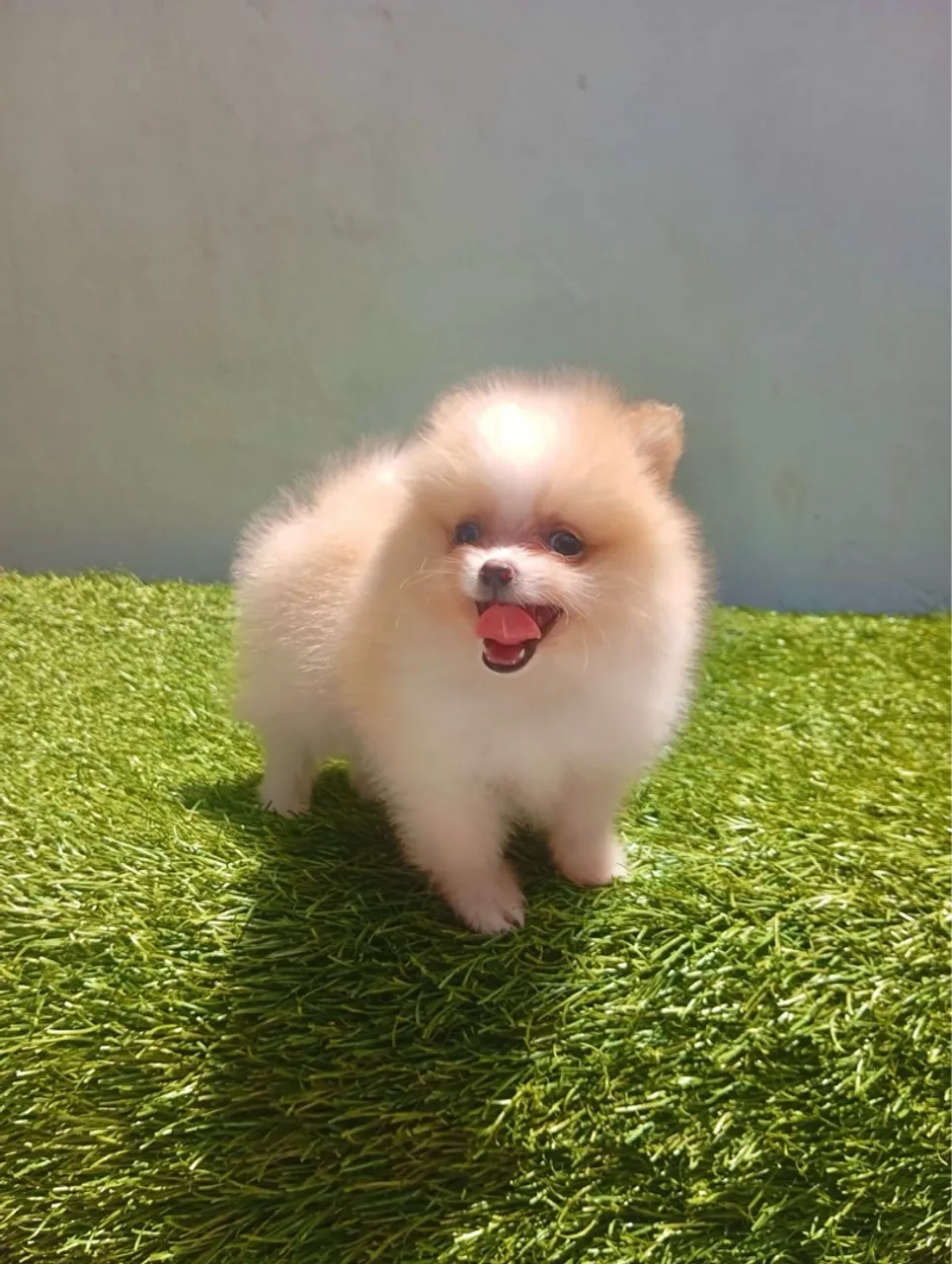 Lulu da Pomerania Macho