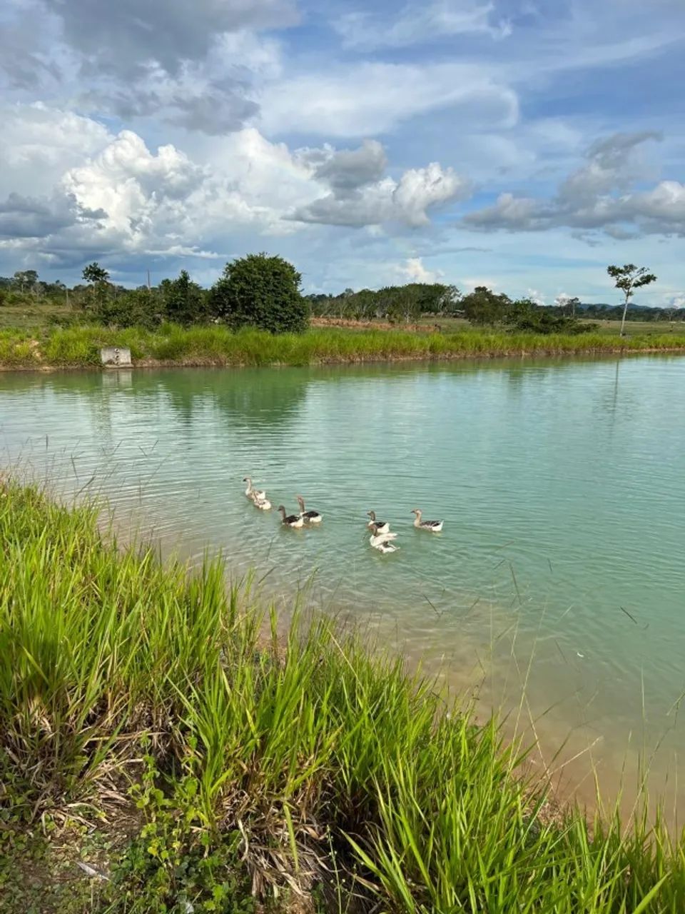 CHÁCARA EM JI-PARANA - Foto 4