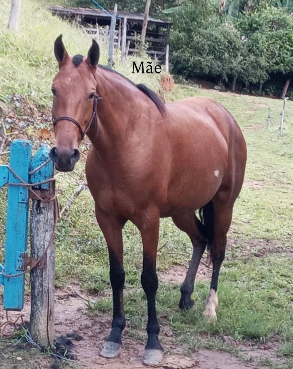 Potro Mangalarga Marchador (2 anos) - Foto 4