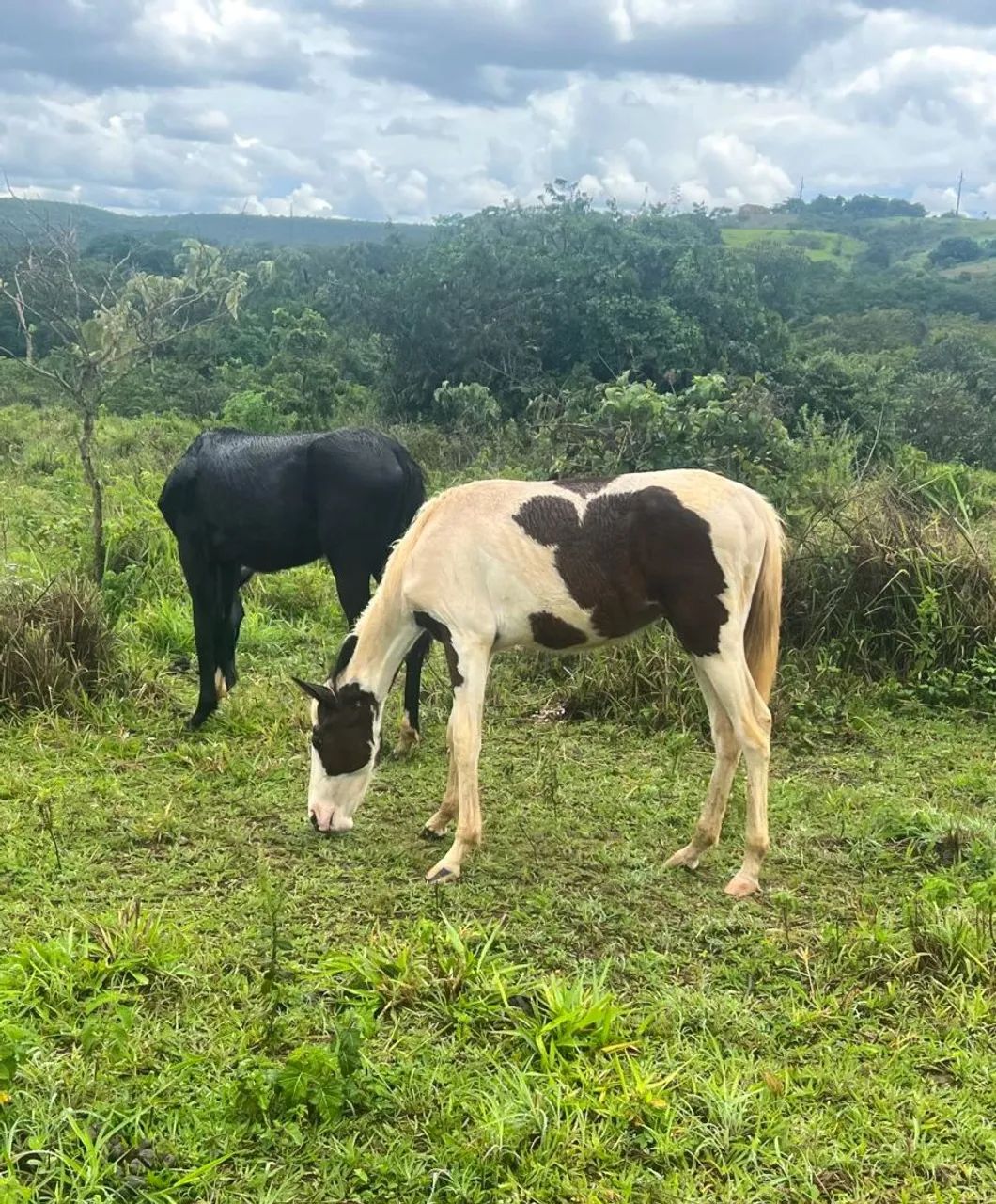 Potros Mestiços Quarto de Milha  - Foto 2