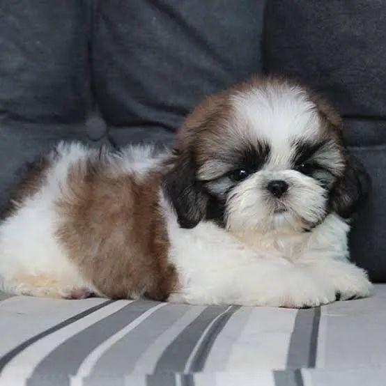 Shih Tzu micro 