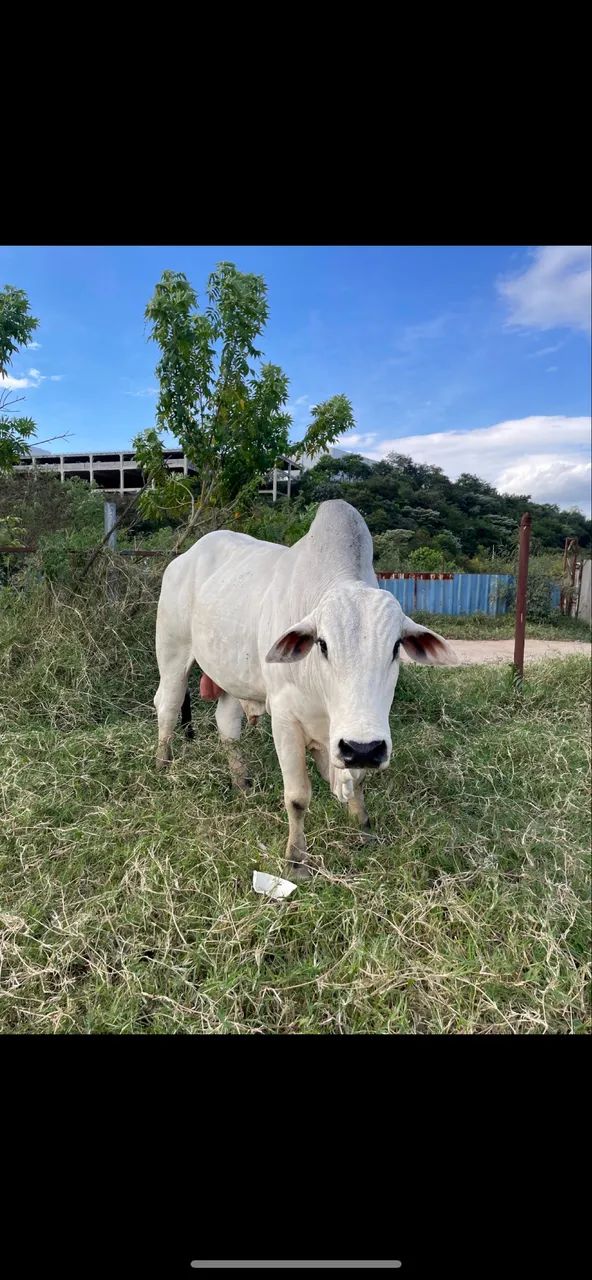 BOI Nelore PO reprodutor  - Foto 2