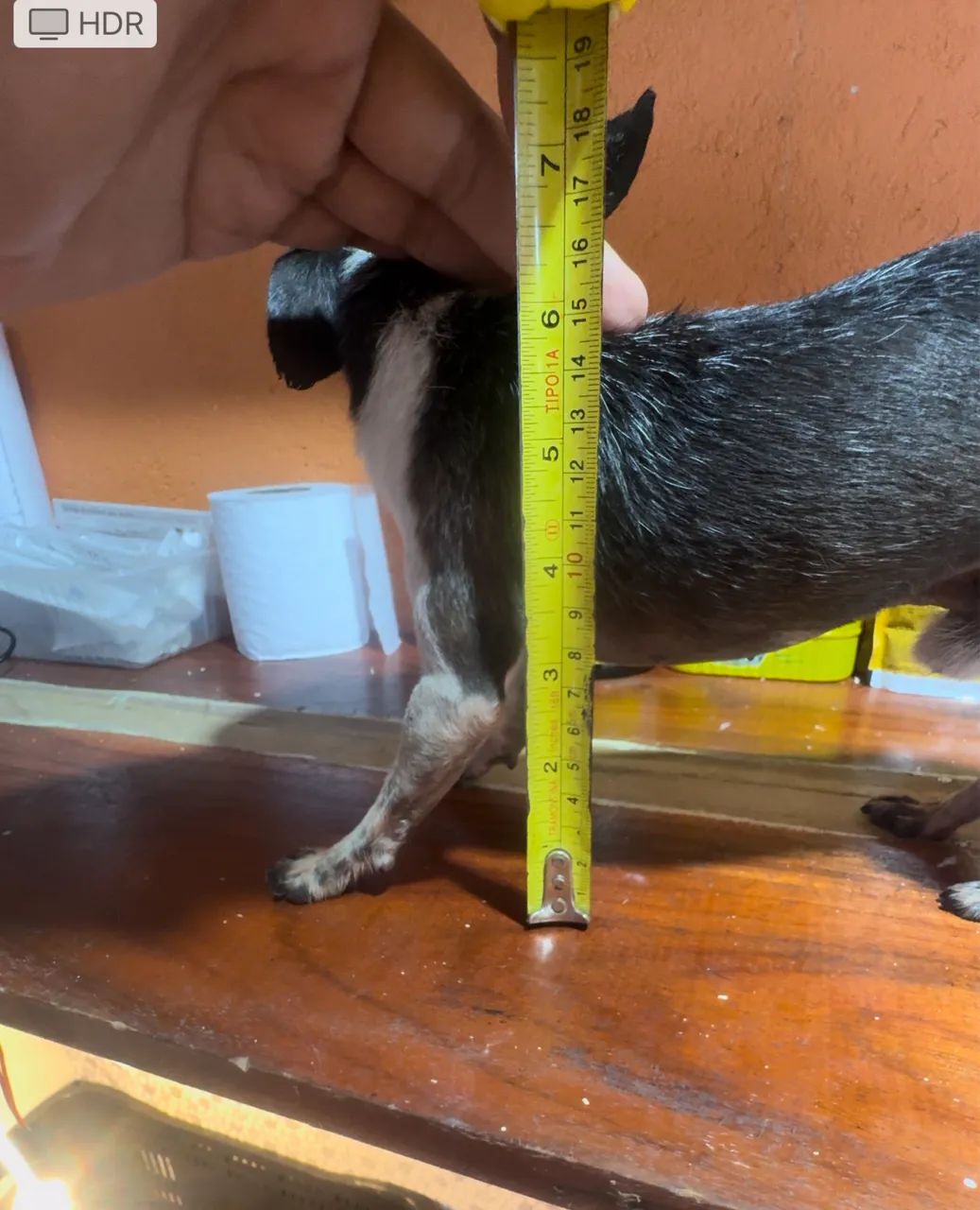 Vendo Pinscher Micro  - Foto 3