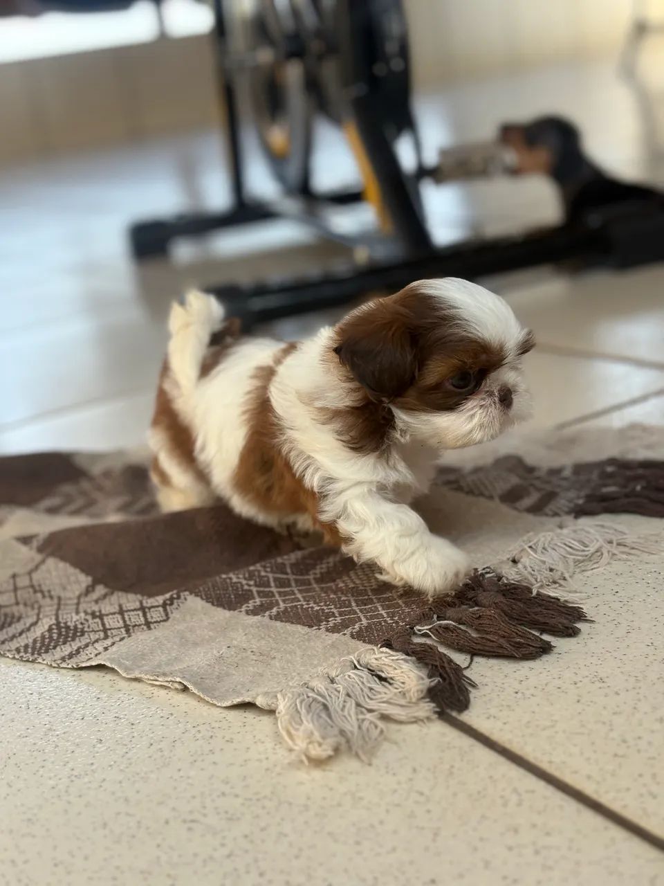 Shihtzu fêmea  - Foto 5