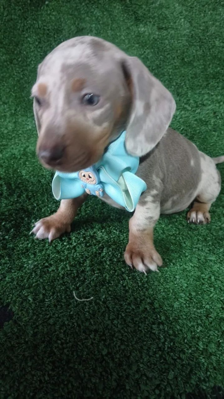 Dachshund Mini  - Foto 5