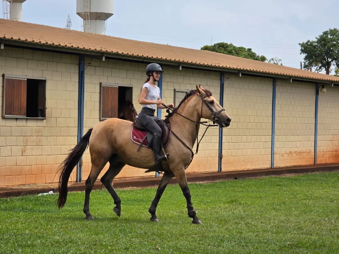 LUSITANO MACHO - ATLETA - BAIO ENCERADO - 12 ANOS - Foto 5