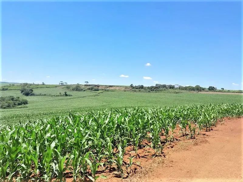 Área Rural de 36 Alqueires - Quinta do Sol - Pr - Foto 5