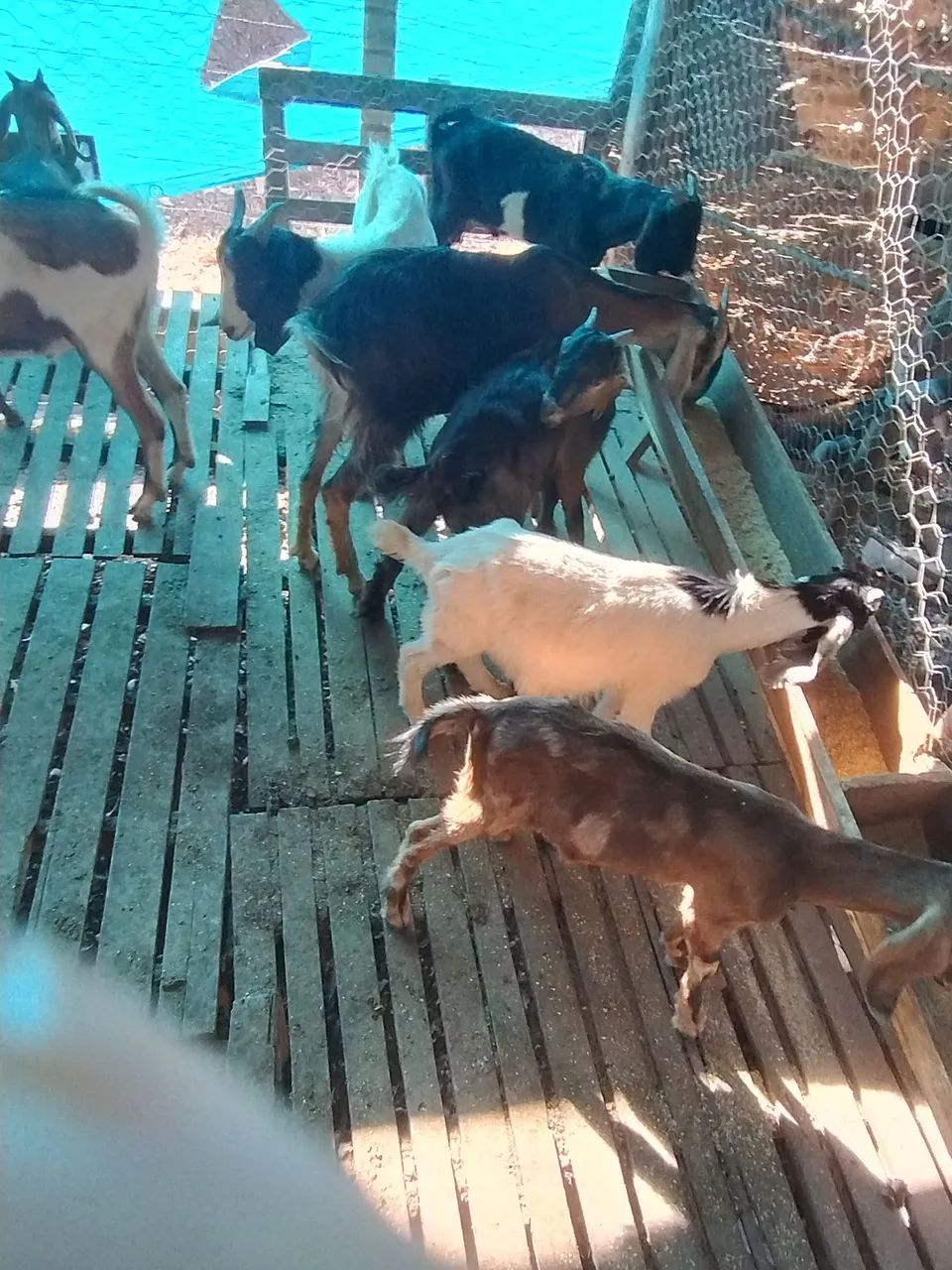 Bodes e cabras - Foto 5