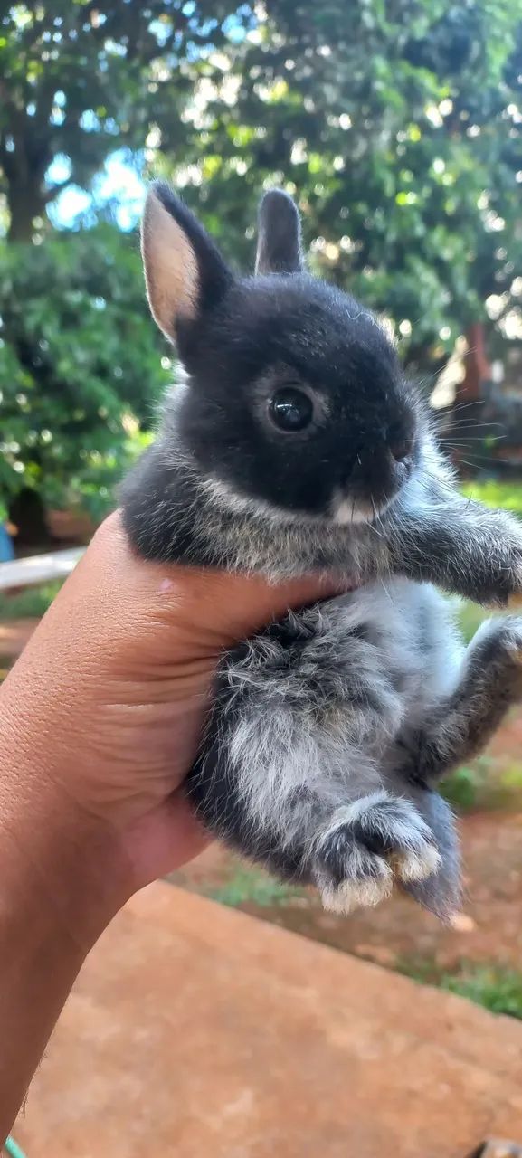 Lindos e disponíveis  - Foto 6