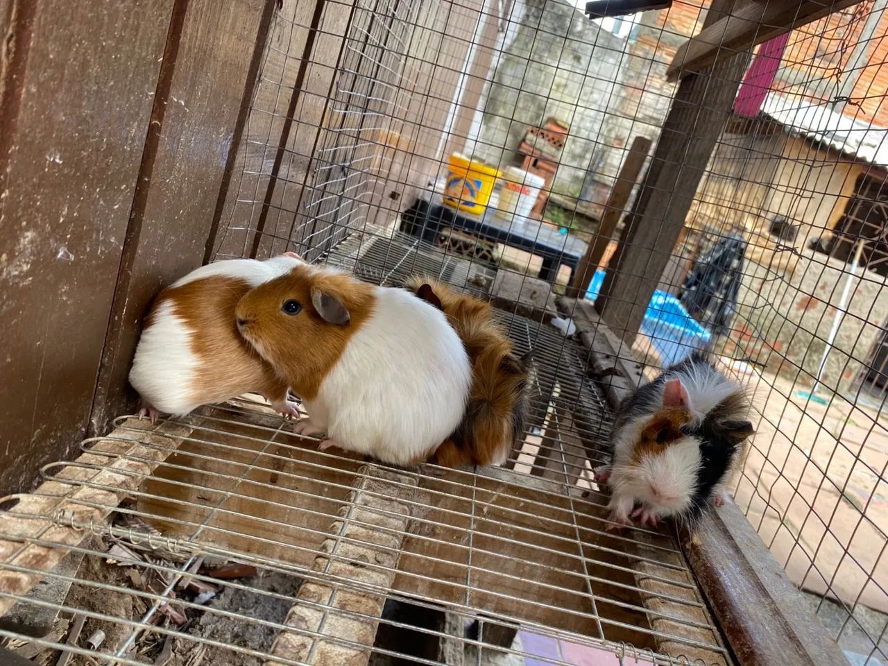 Porquinhos da india - Foto 4