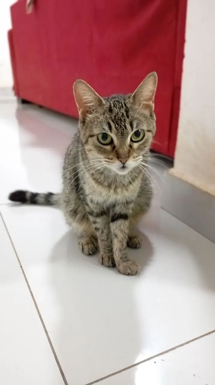 Doação de gata castrada