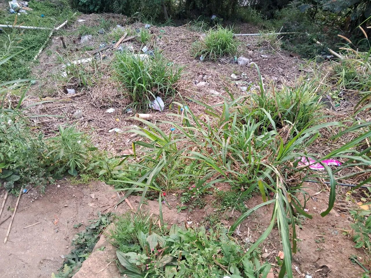 Terreno na Costeira - Foto 2