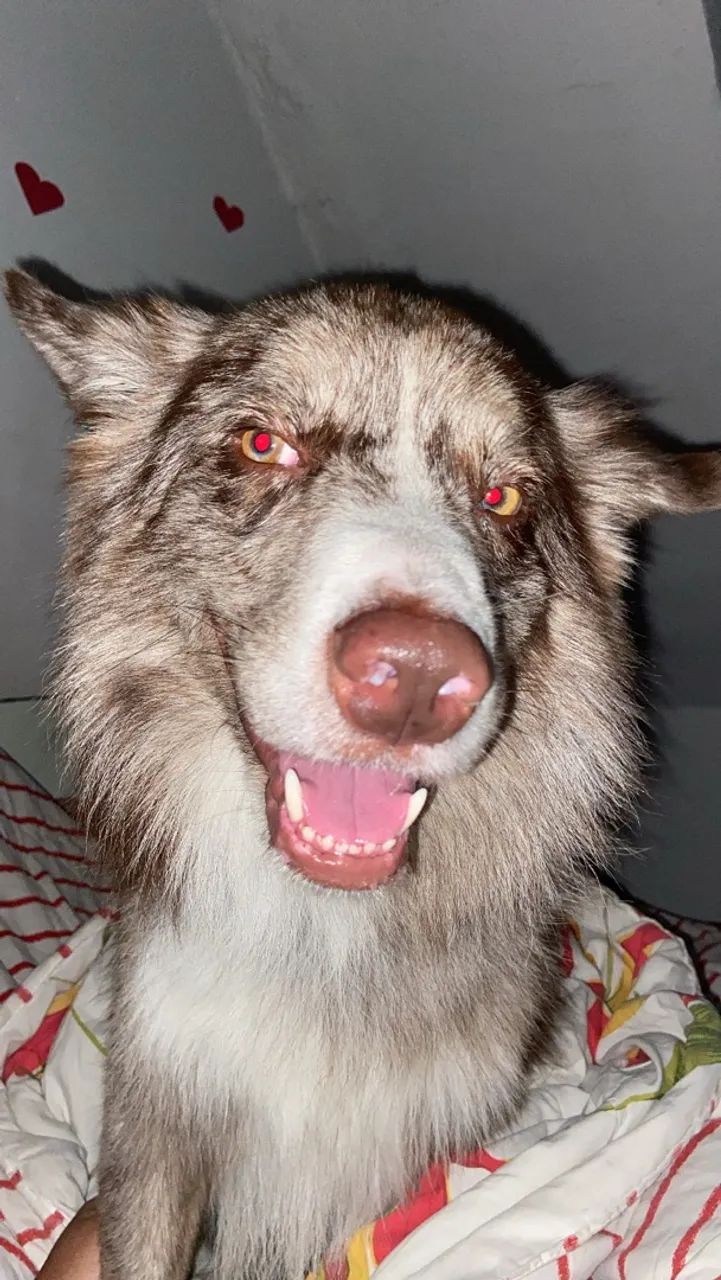 Boder collie  - Foto 4