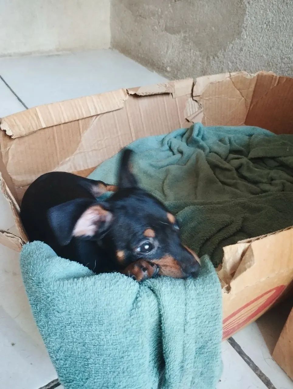 Pinscher machinho  - Foto 3