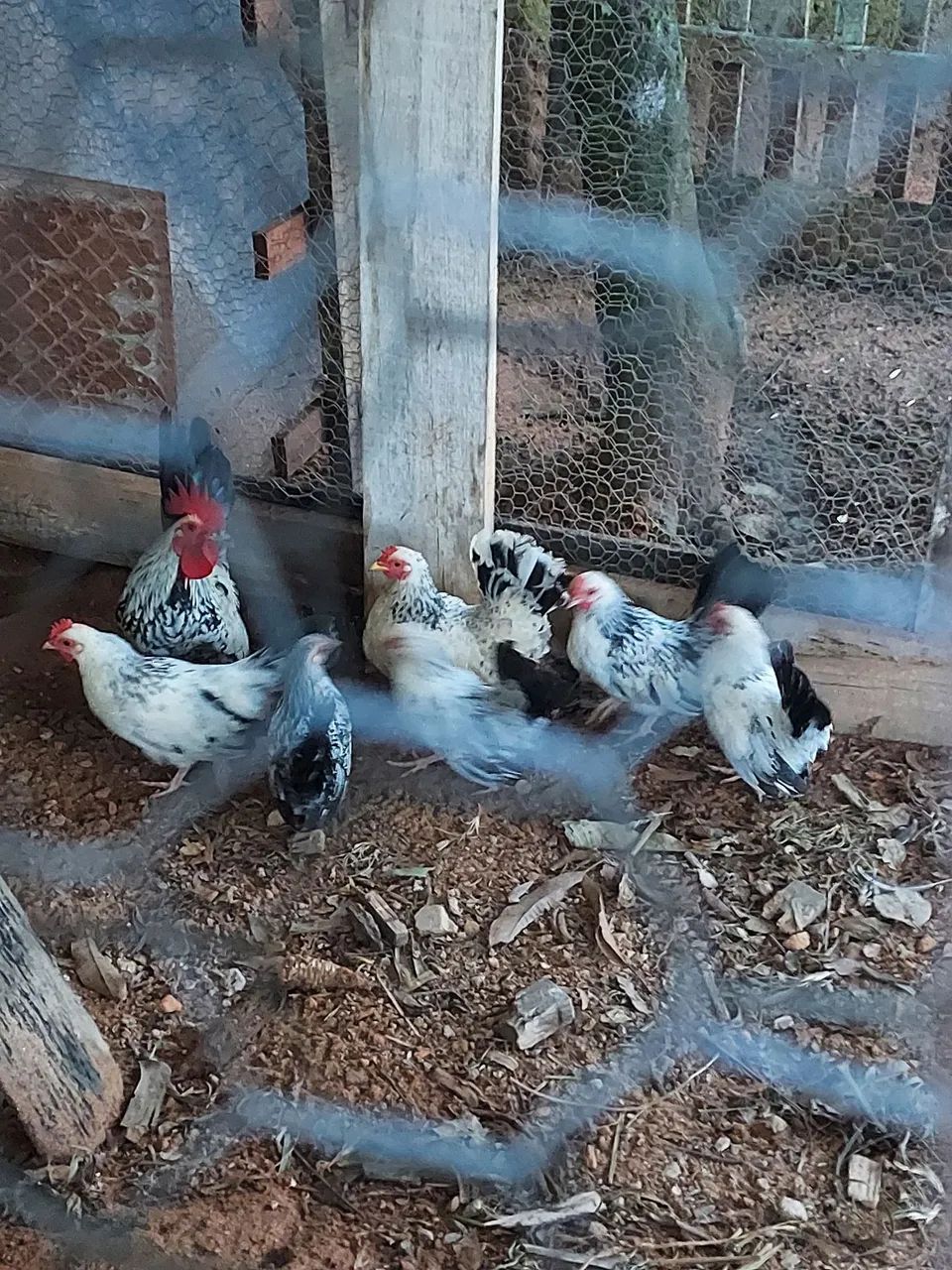 Galinhas garnizé - Foto 2