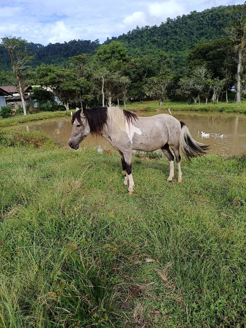 Cavalo petiço marchador 