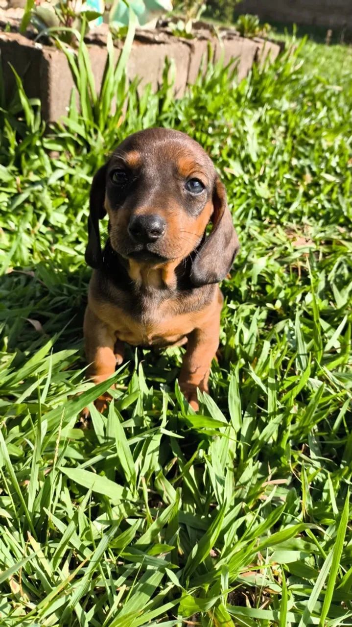 Dachshund/ salsicha  - Foto 2