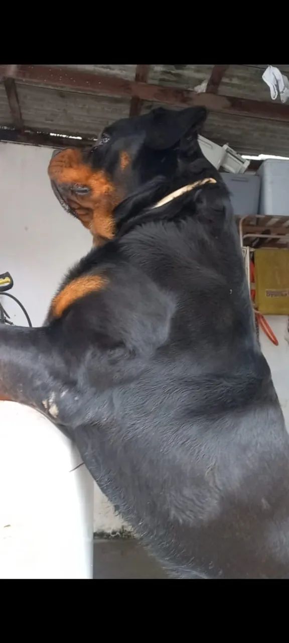 Adoção - Rotweiller - Foto 4