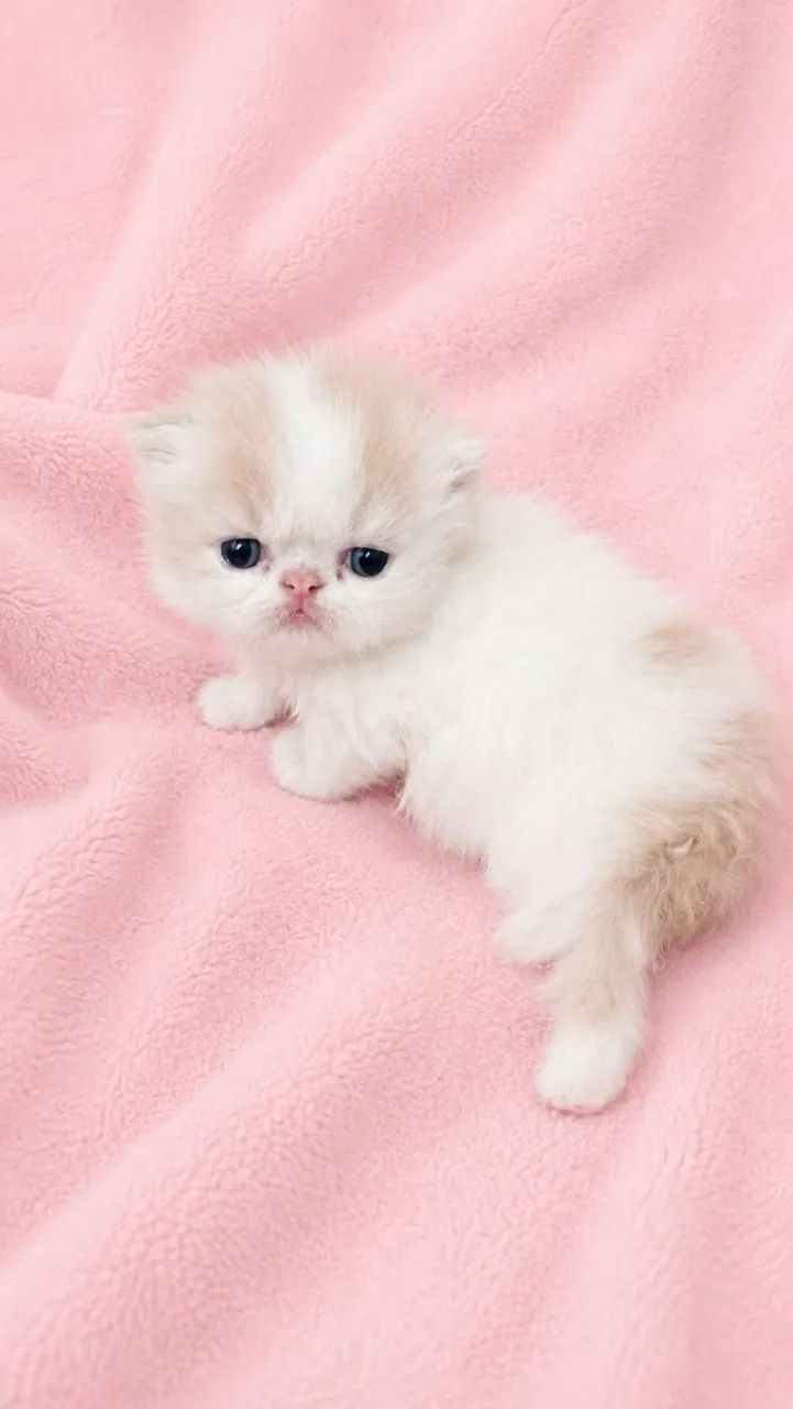 Os mais lindos e espertos gatos persas - Foto 2