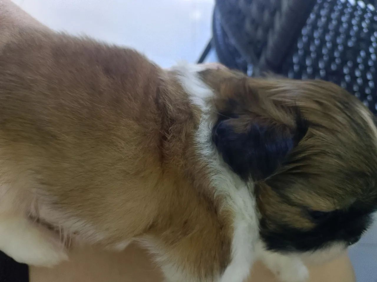 Lindo machinho Shitzu  - Foto 5