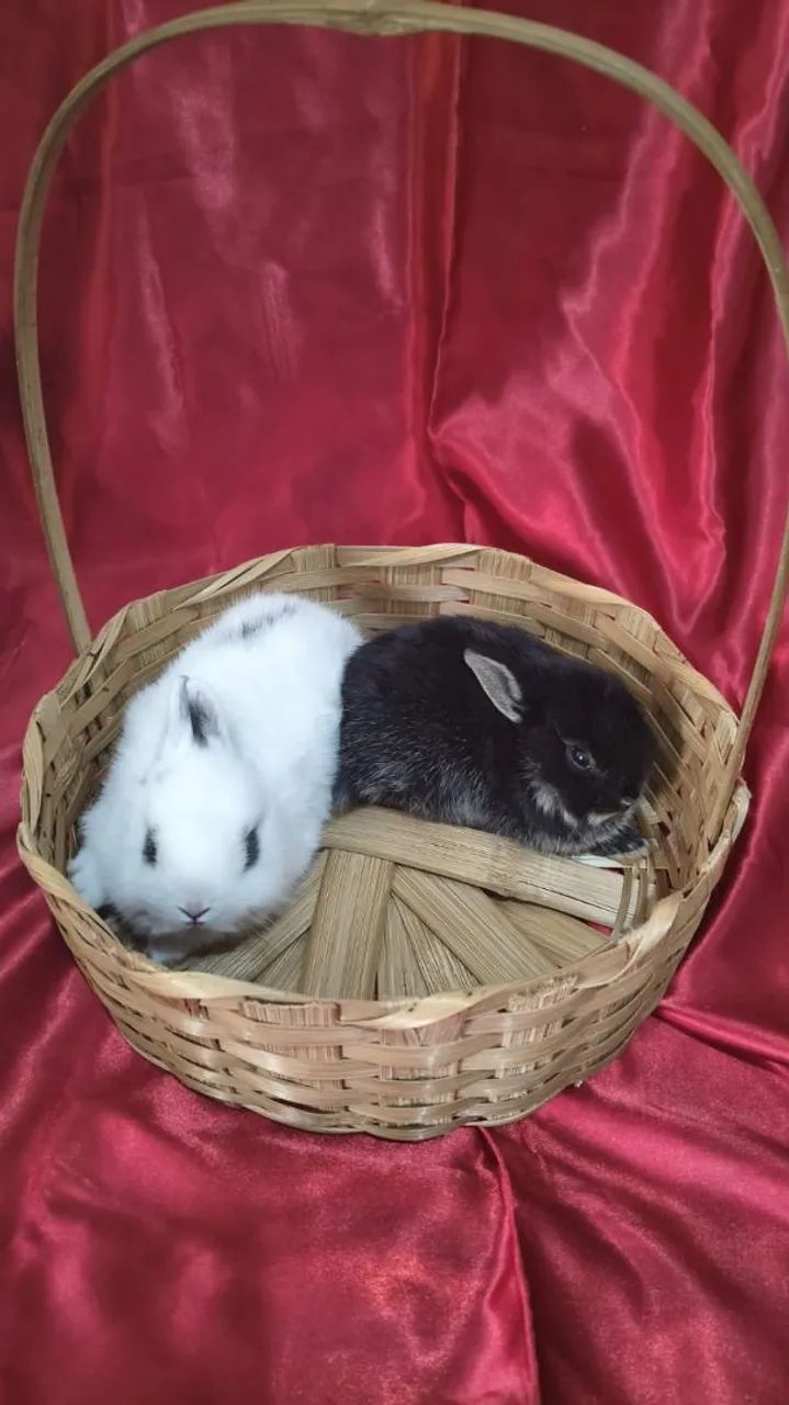 Vende-se filhotes de mini coelho Netherland - Foto 5