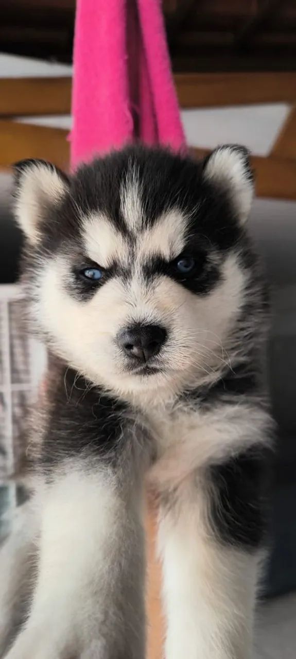 Vende-se husky siberiano - Foto 4