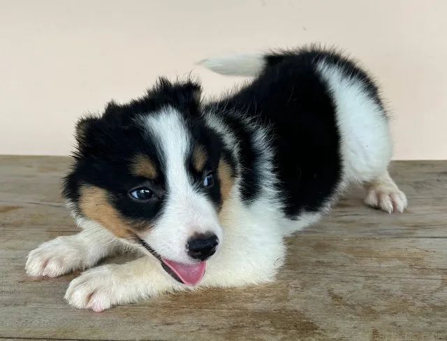 Filhotes de Border Collie - Foto 4