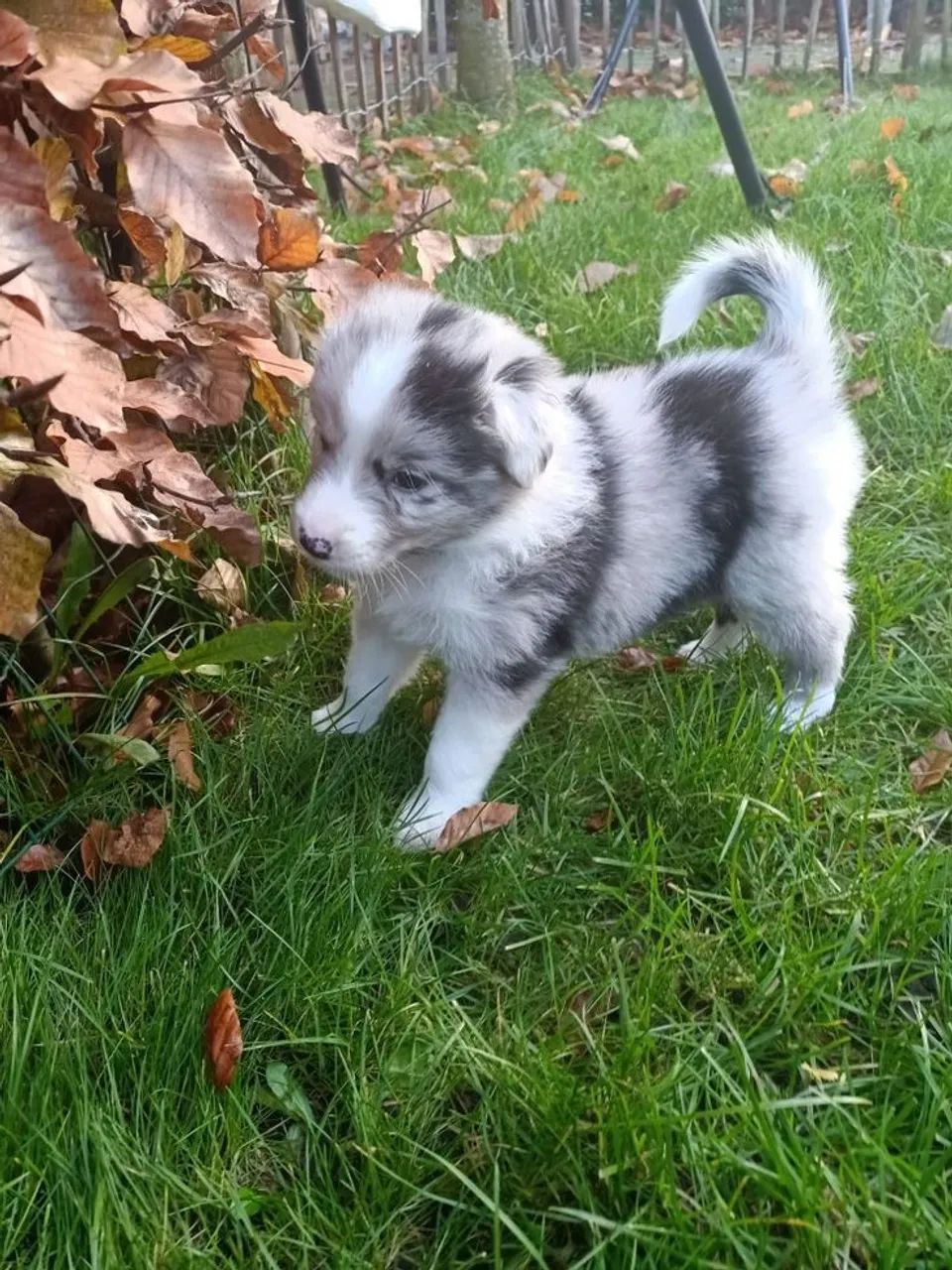 Border Collie