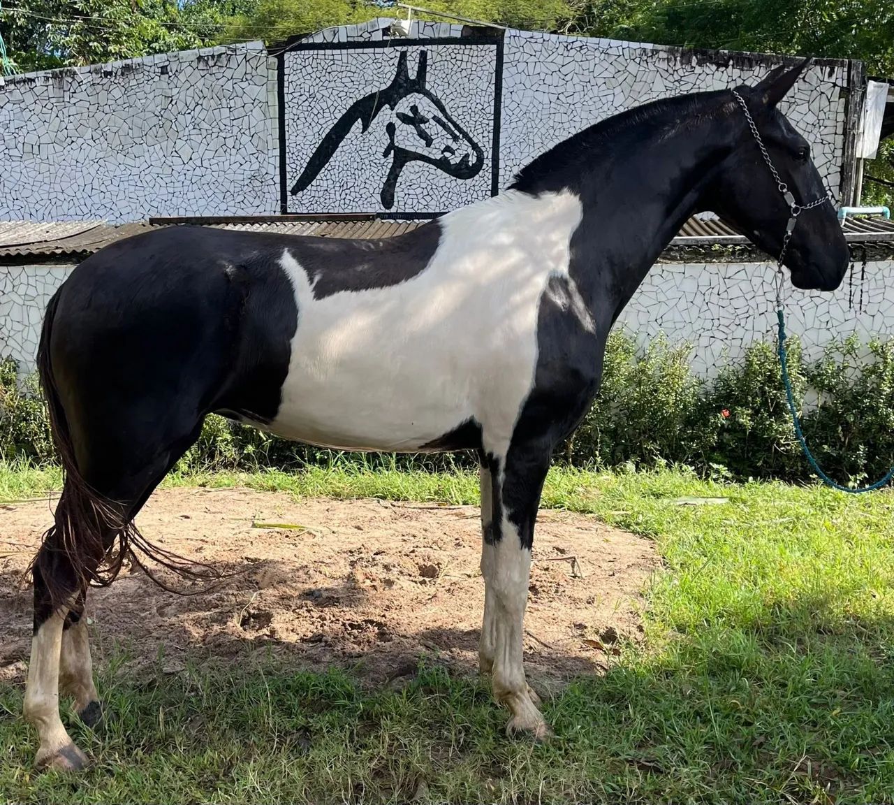 POLTRA PAMPA DE PRETO MONTADA DE MARCHA PICADA  - Foto 5