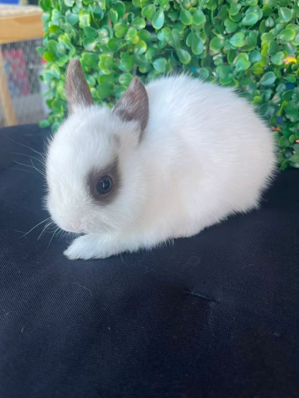 Filhotes de mini coelhos  - Foto 6